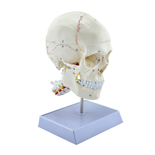 Engaging 3 Piece Skull And Neck Column Model With Correct Bone