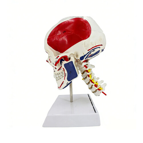 Anatomical Skull And Neck Model With Realistic Muscle Features