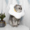 Collier Convalescence Pour Chat Anti-Griffures 4