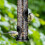 Hanging bird feeder 3
