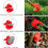12V Cordless Grass Trimmer Strimmer 2 Battery 7