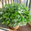Artificial Plastic Leaves Bundles Weatherproof Plant for-8cap 3