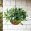 Artificial Plastic Foliages For Patios And Garden-20cap 5