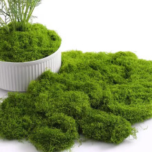 YHTCC 100g Artificial Moss ? Fake Moss For Crafts, Fairy Gardens, Terrariums, Christmas, Easter, Table Decor, Planters