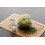 Matcha Portion "The Ultimate Matcha Experience Made Easy" 2