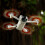 (Colored) 4Pair Propellers Low Noise RC Drone Blade Accessories For DJI Mini 3 Drones 2
