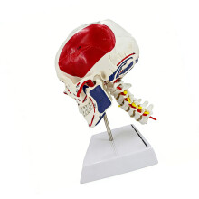 Educatief PVC-hoofdskeletmodel met spierstructuur en cervicale