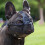 Short Snout Dog Muzzle  XS 4