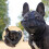 Short Snout Dog Muzzle  XS 5