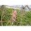 EXIT TOYS EXIT Metal Climbing Dome 10ft – Pastel 4