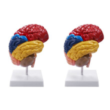 2X Anatomie de Modè Le Anatomique Cérébral 1: 1 Moitié Du Cerveau Cerveau Tronc Cérébral Fournitures de Laboratoire D'Enseignement