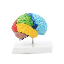 Modelo do hemisfério direito do cérebro, escala 1:1 para ensino e estudo.