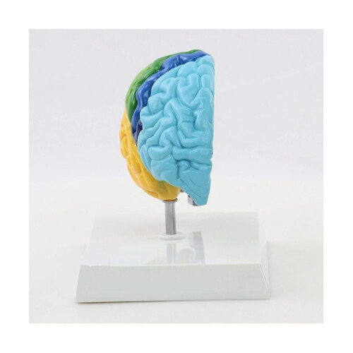 Right Hemisphere Brain Model, 1:1 Scale for Student Teaching and Study 2