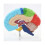 Right Hemisphere Brain Model, 1:1 Scale for Student Teaching and Study 4