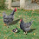 Waterproof Acrylic Chicken Shape Garden Decorative SignA 5