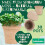 Jiffy Botanian Peat-Free Fibre Growing Pots 30 Pack 3