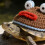 Schöner Schildkröten-Pullover mit Frösche-Aufdruck, lustiger-S 7
