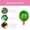 Automatic Plant Watering Globes Large Auto-Watering Glass-1 3