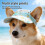 Breathable Dog Cats Sun Hat With Adjustable Strap-Green S 4