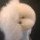 Pet Grooming Training Haarschoonheidsspecialiste-Bichon-model 4
