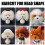 Pet Grooming Training Haarschoonheidsspecialiste-Bichon-model 7