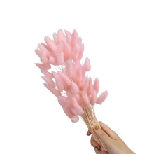 60Pcs Dried Hare Tails Grass 23.6Inch Dried Pampasgrass-gouache