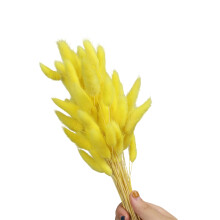 Hare Tails Dried Flower 23.6Inch Natural Dry Pampasgrass-Yellow