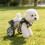 Adjustable Dog Two Wheel Wheelchair Mobility Aid- L 7