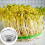 Stainless Steel Sprouting Tray Stackable Sprouter Growing Fresh Wheat 5