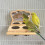 Perchoirs à oiseaux avec miroir et plat à nourriture pour cage, 7