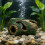Aquariums Handicrafts Artificial Bark Cave House Crafts-1 5