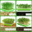 Seedling Tray Double Layer for Hydroponic Vegetable Growing 5