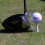 Plast golfplugger / slottplugger 39 mm (20 stk) blå 3