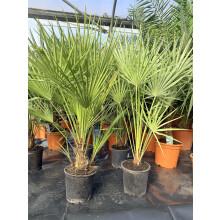 Chamaerops European Fan Palm Tree Extra Large 3ft in a 3/5 Litre Pot By Direct Plants
