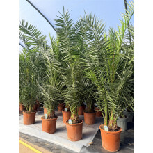 Phoenix Date Palm Tree 5ft+ Extra Large in a Pot By Direct Plants