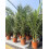Phoenix Date Palm Tree 5ft+ Extra Large in a Pot By Direct Plants 1