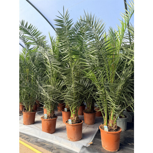 Phoenix Date Palm Tree 5ft+ Extra Large in a Pot By Direct Plants
