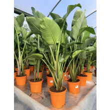 Extra Large Strelitzia Bird of Paradise Tree 4-5ft Tall in a 5/7 Litre Pot By Direct Plants