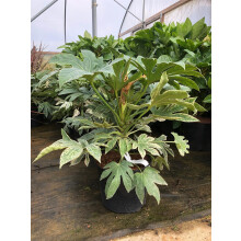 Fatsia Spiders Web Variegated Evergreen Shrub 2-3ft Extra Large in a 7.5 Litre Pot By Direct Plants