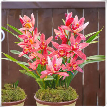květináč pro pěstování orchideje Cymbidium uvnitř i venku