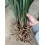 Cymbidium Surprise για καλλιέργεια σε γλάστρες για φθινόπωρο ή άνοιξη σε εσωτερικούς ή 5