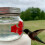 Hrănitoare Mason Jar pentru colibri, transparentă 3