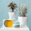 Birch Pot Saucer Durable Thickened Plastic 12-inch 3
