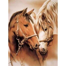 White Horse Paint by Numbers for Adults DIY Canvas Painting Kit 60x75cm BeginnerFriendly Acrylic Set