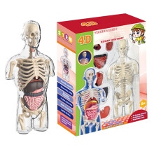 Human Anatomy Model Transparent Torso STEM Learning Toy for Kids Educational Human Body Kit