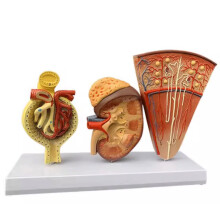 Human Kidney Anatomy Model 3 Part Nephrons and Glomeruli Model for Biology Classroom Study