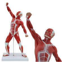 20 Inch Human Muscle Anatomy Model 3D Muscular System Educational Display for Study and Teaching