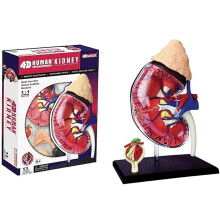 4D Human Kidney Anatomy Model with Transparent Design and Detachable 13 Parts for Student Study