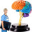 Human Brain Model 4D Anatomical Brain Model with Detachable 4Part Design for Classroom Teaching 1