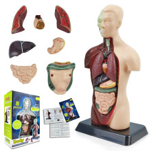 3D Human Anatomy Skeleton Model Kit, Interactive Movable Joints, Educational STEM Science Toy for Kids